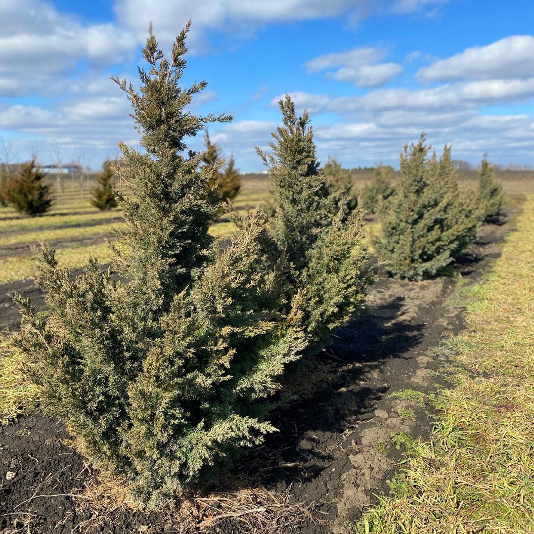 Juniperus Chinensis Iowa - View 11 from www redcrocus com