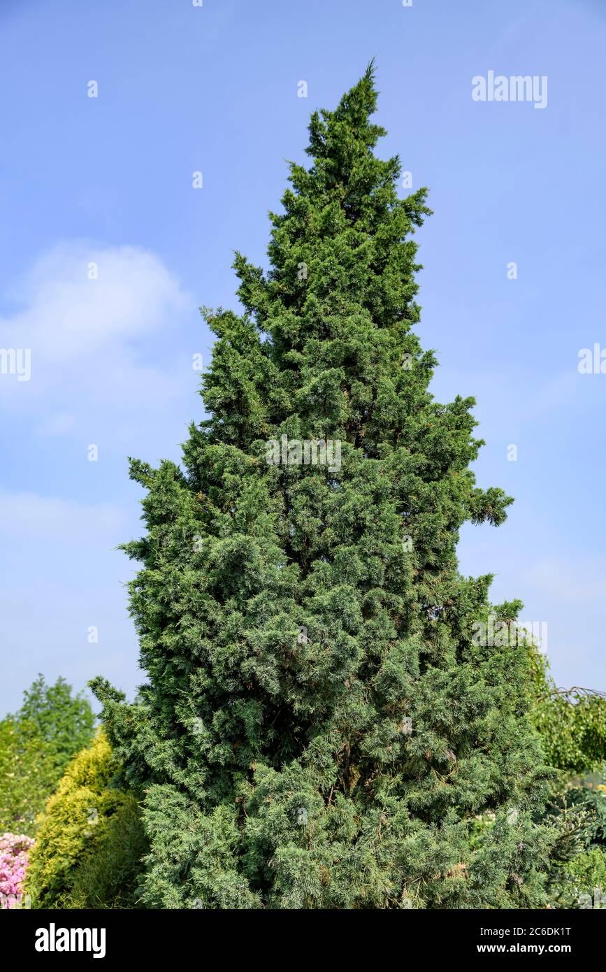 Juniperus Chinensis Iowa - View 12 from www redcrocus com