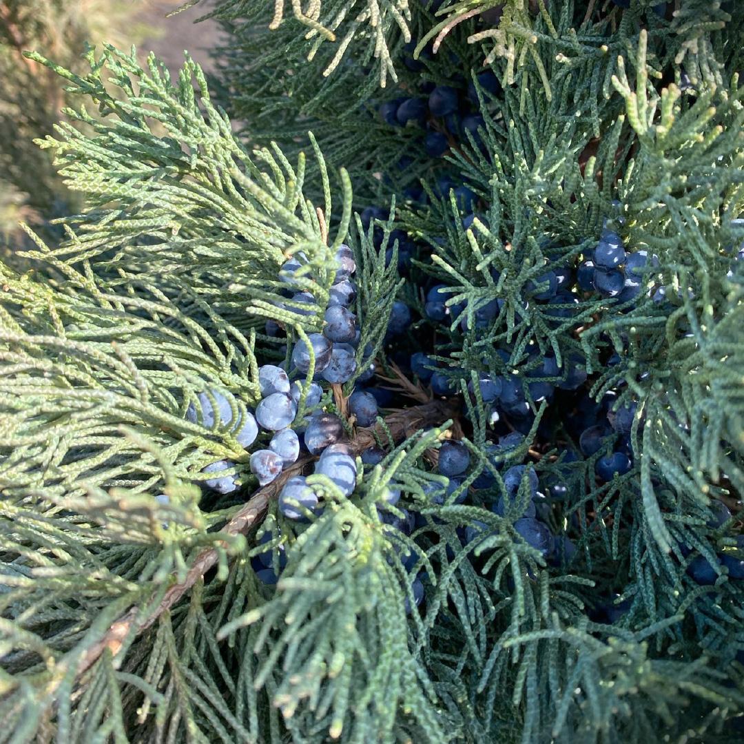 Juniperus Chinensis Iowa - View 13 from www redcrocus com