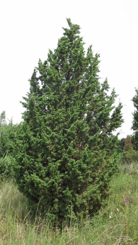 Juniperus Chinensis Iowa - View 14 from www redcrocus com