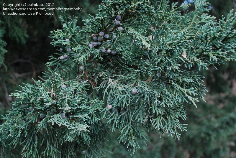 Juniperus Chinensis Iowa - View 15 from www redcrocus com