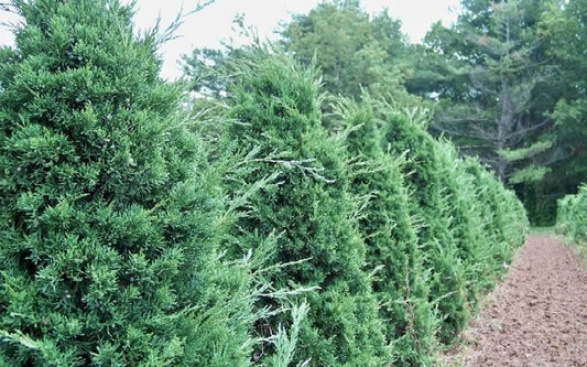 Juniperus Chinensis Iowa - View 1 from www redcrocus com