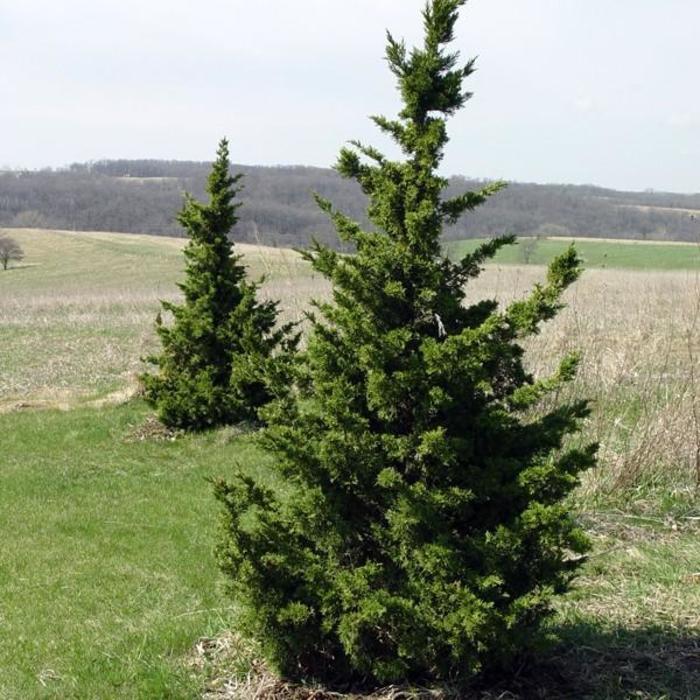 Juniperus Chinensis Iowa - View 2 from www redcrocus com