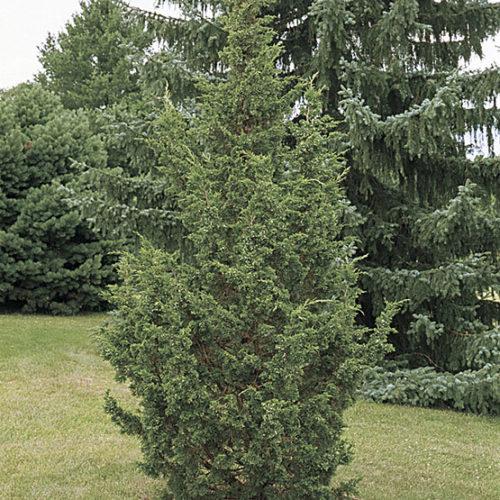 Juniperus Chinensis Iowa - View 3 from www redcrocus com