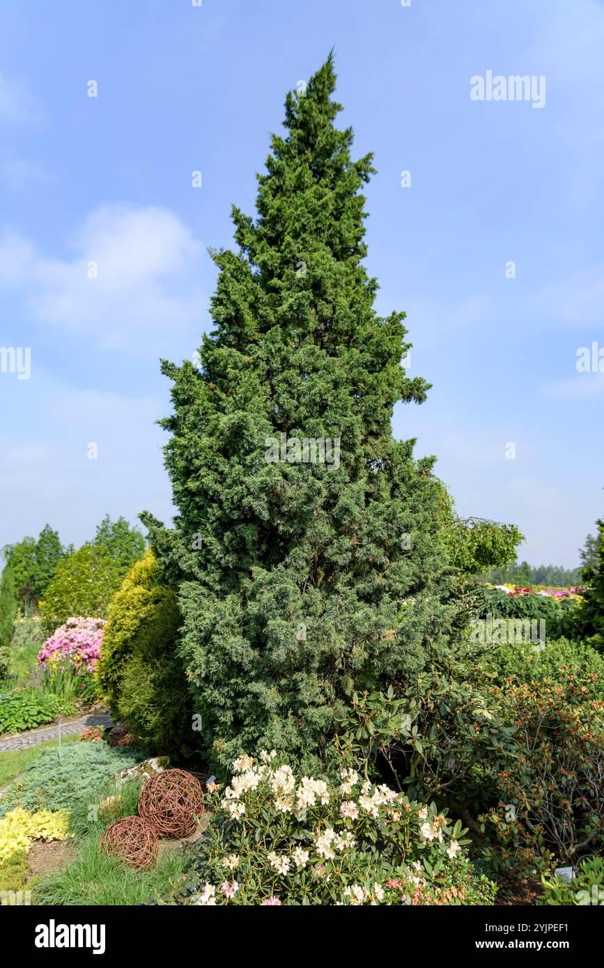 Juniperus Chinensis Iowa - View 9 from www redcrocus com