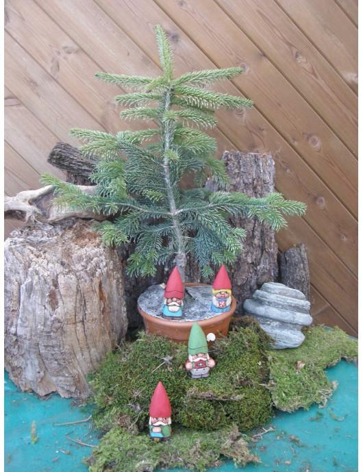 Abies Nordmanniana Silver Del - View 11 from www redcrocus com