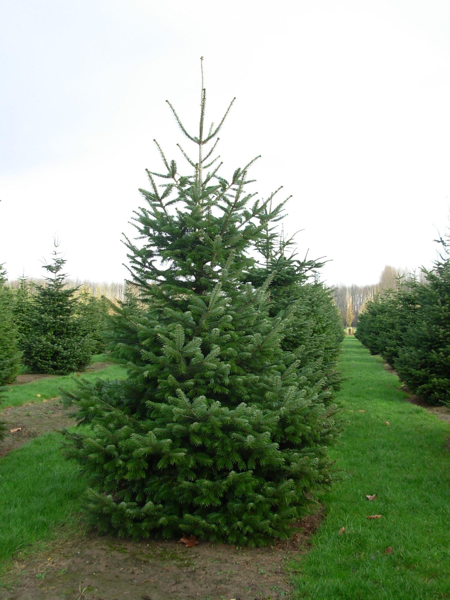 Abies Nordmanniana Silver Del - View 12 from www redcrocus com
