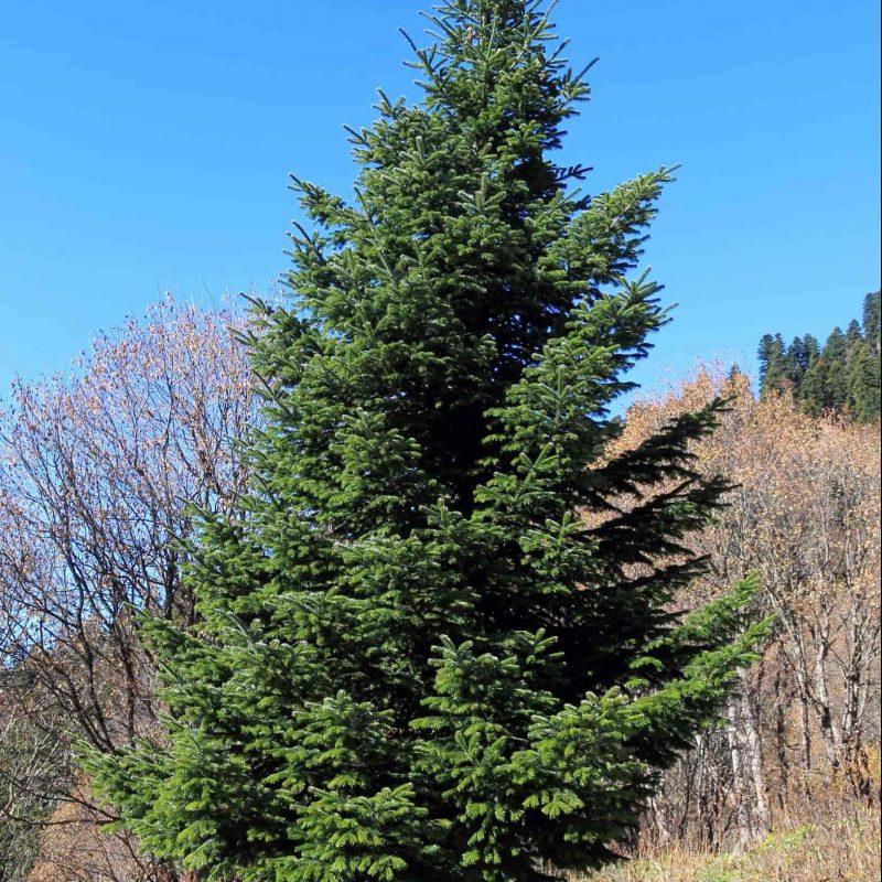 Abies Nordmanniana Silver Del - View 13 from www redcrocus com