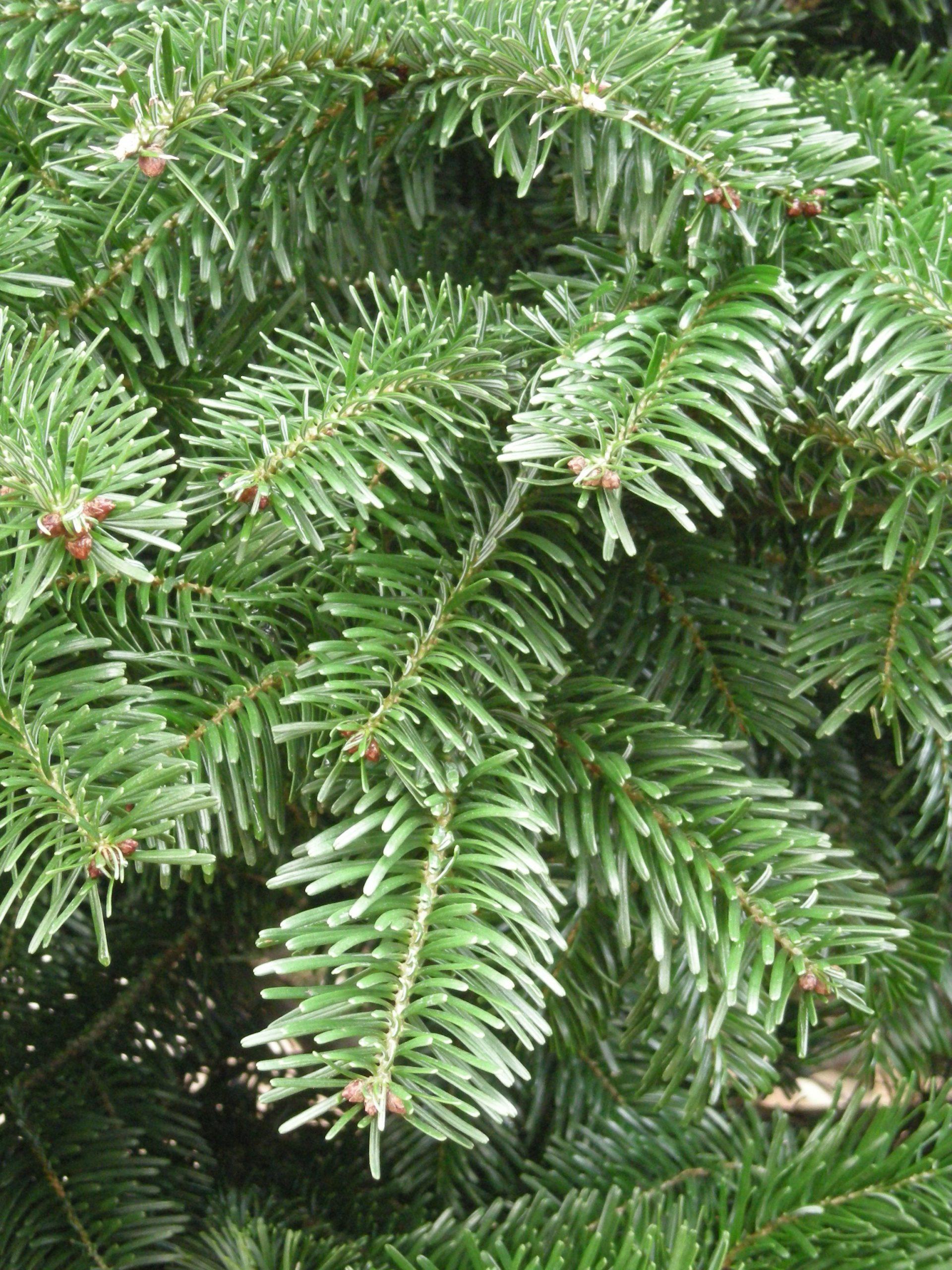Abies Nordmanniana Silver Del - View 14 from www redcrocus com