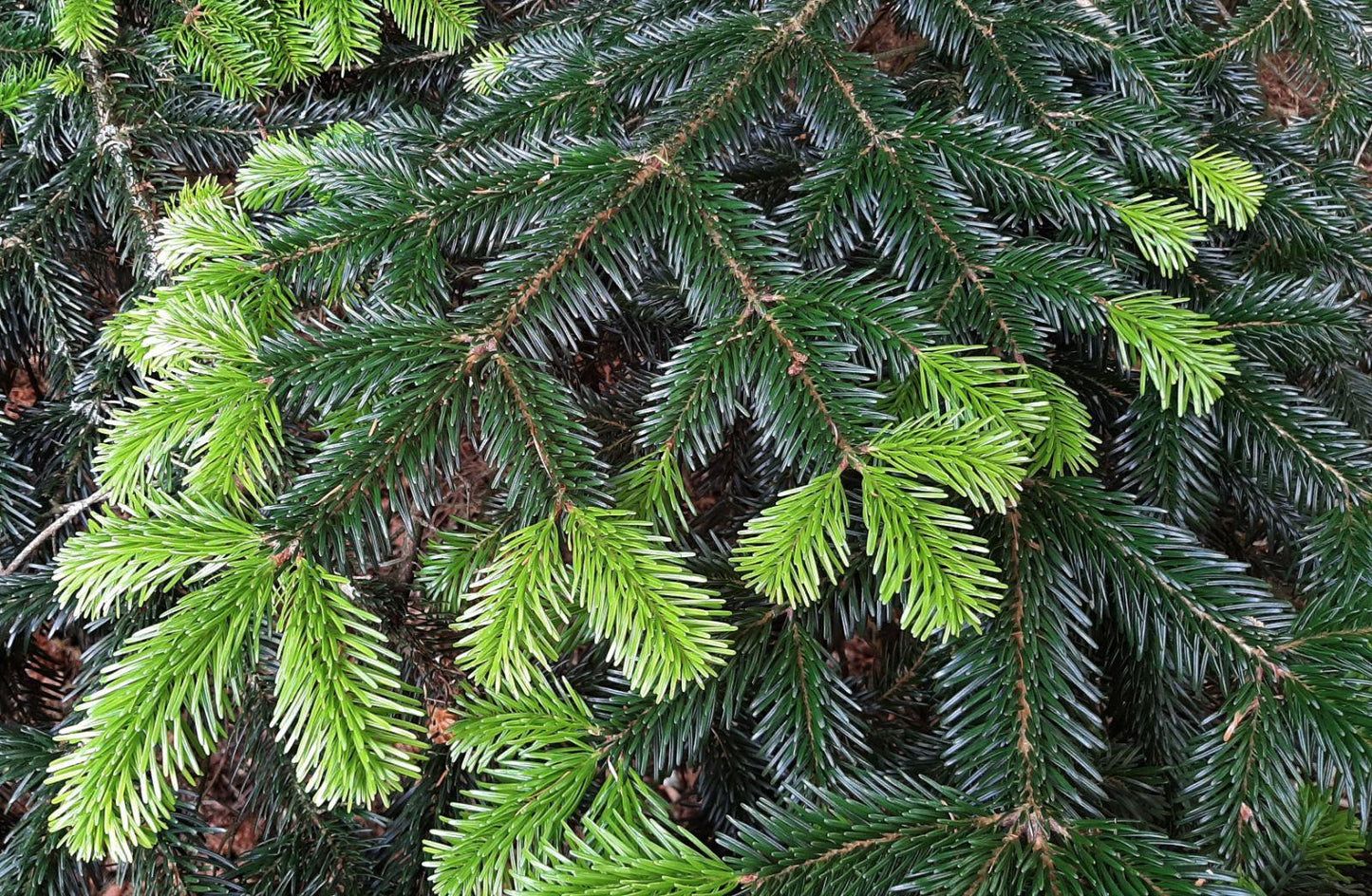 Abies Nordmanniana Silver Del - View 16 from www redcrocus com