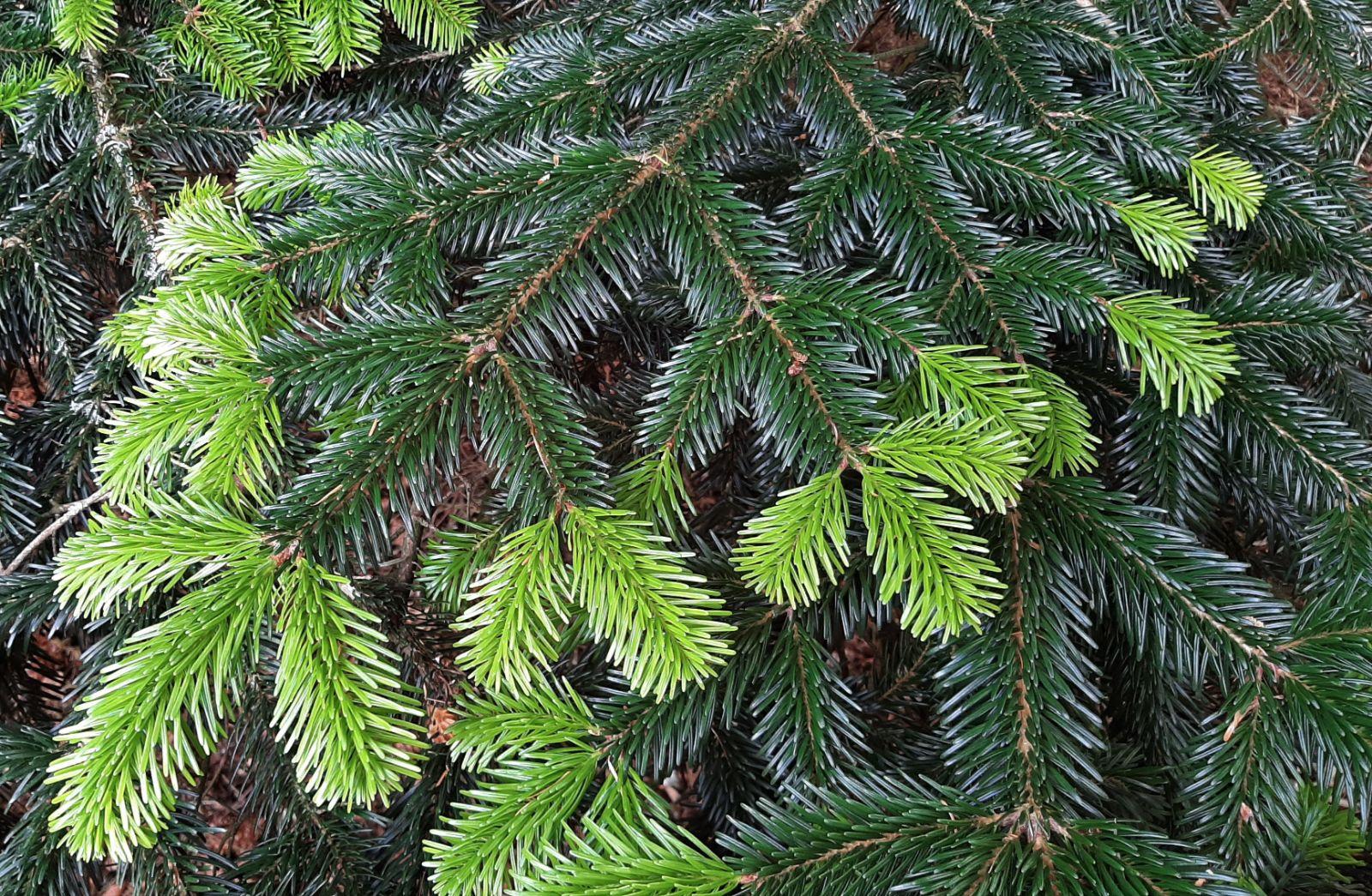 Abies Nordmanniana Silver Del - View 16 from www redcrocus com
