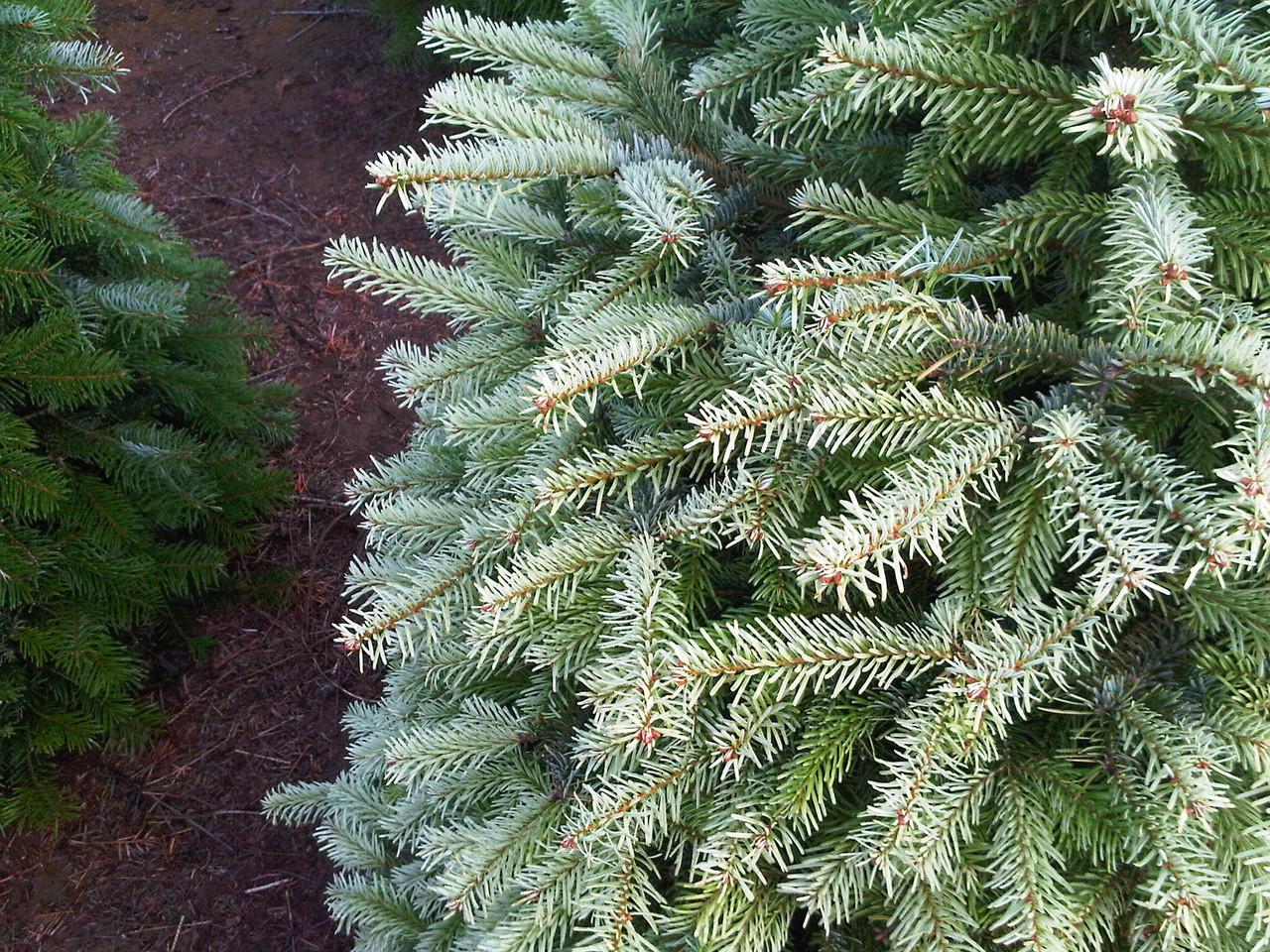 Abies Nordmanniana Silver Del - View 3 from www redcrocus com