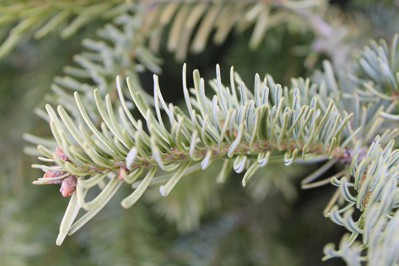 Abies Nordmanniana Silver Del - View 4 from www redcrocus com