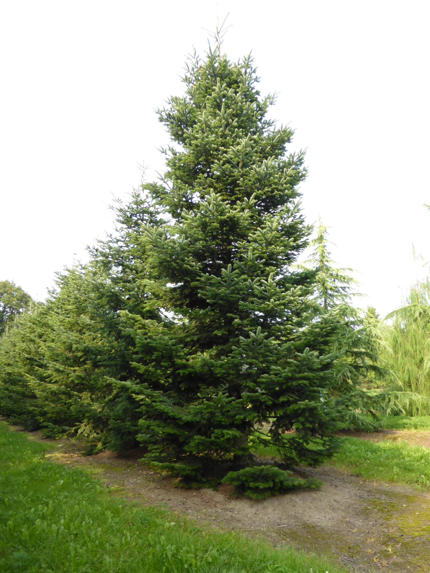 Abies Nordmanniana 'silver Del' - View 10 from www redcrocus com