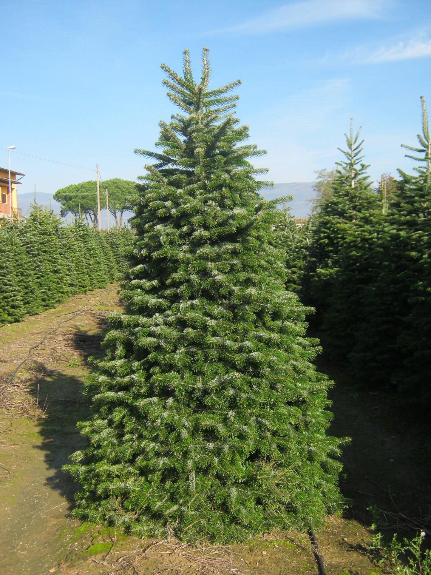 Abies Nordmanniana 'silver Del' - View 11 from www redcrocus com