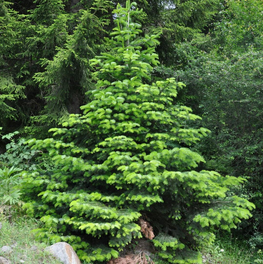 Abies Nordmanniana 'silver Del' - View 13 from www redcrocus com