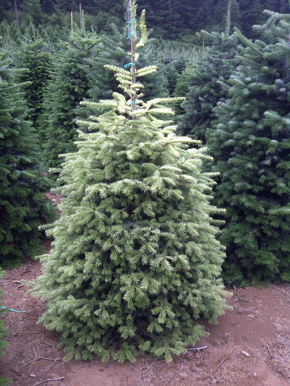 Abies Nordmanniana 'silver Del' - View 1 from www redcrocus com