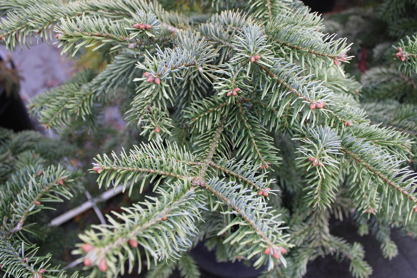 Abies Nordmanniana 'silver Del' - View 3 from www redcrocus com