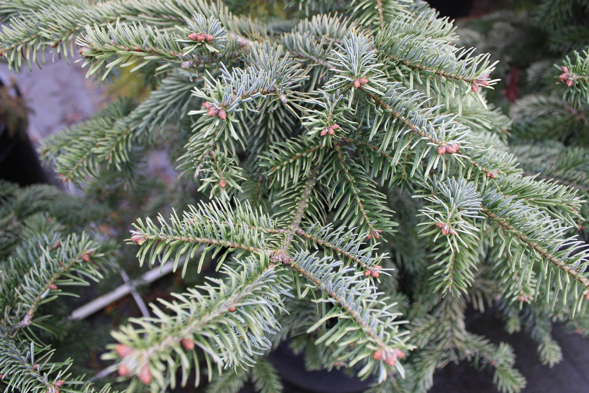 Abies Nordmanniana 'silver Del' - View 3 from www redcrocus com