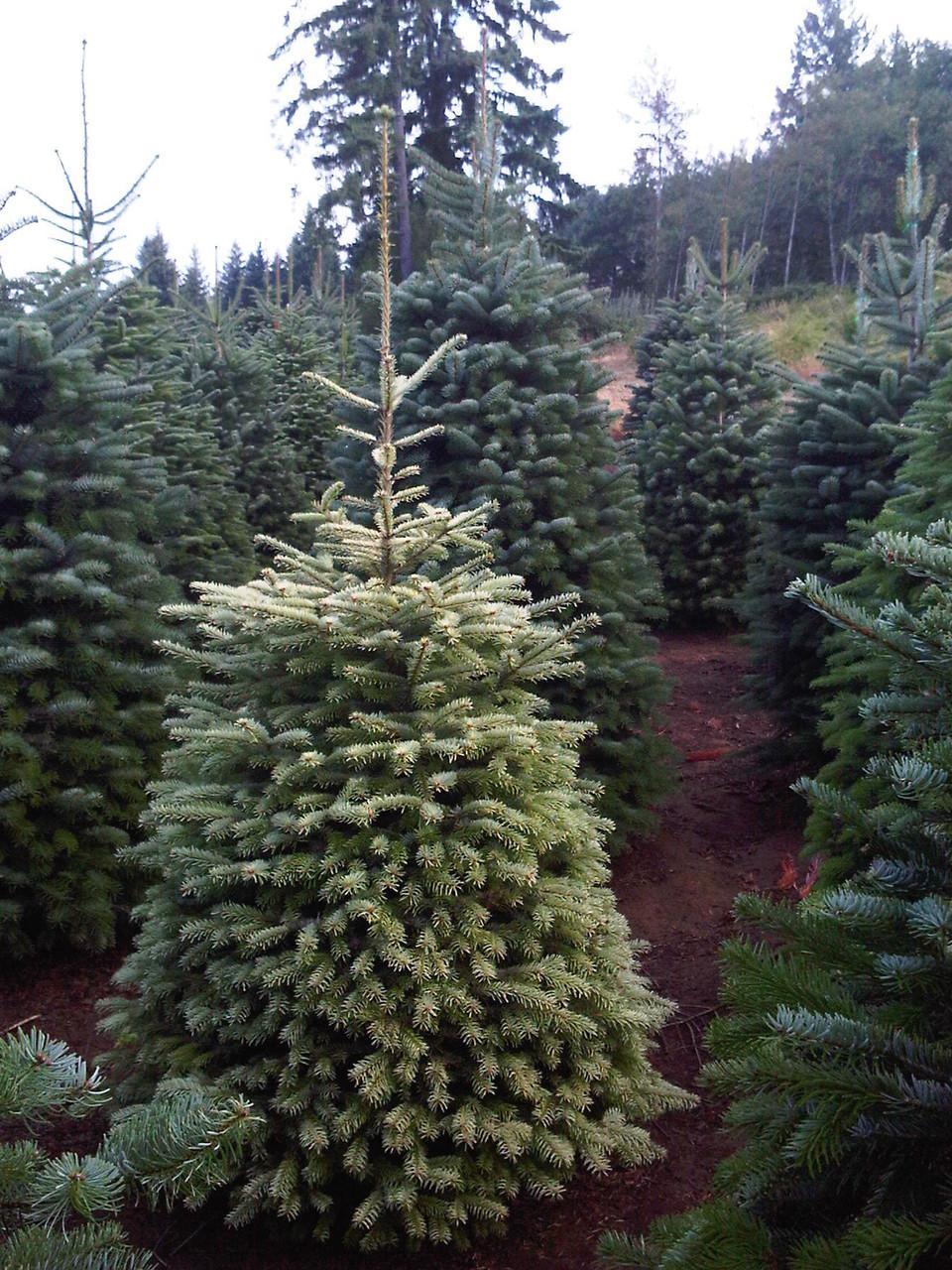Abies Nordmanniana 'silver Del' - View 5 from www redcrocus com