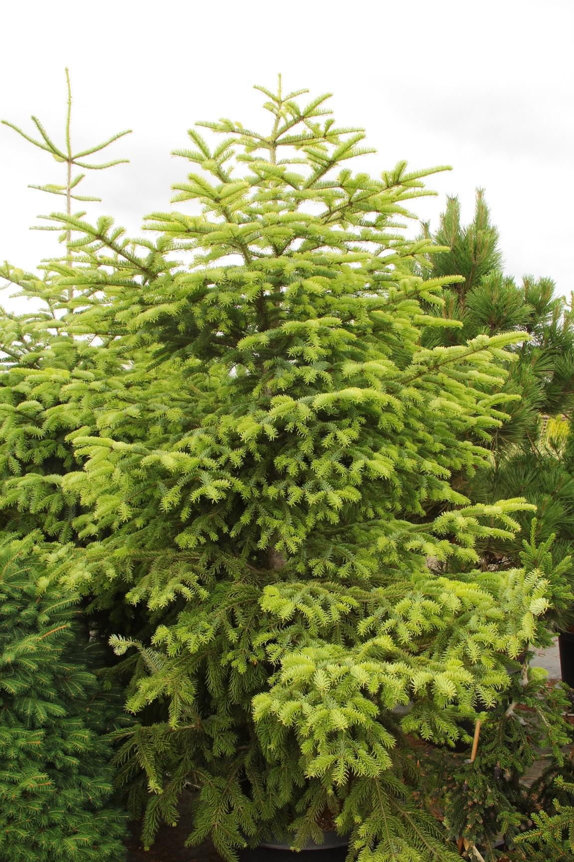 Abies Nordmanniana 'silver Del' - View 6 from www redcrocus com