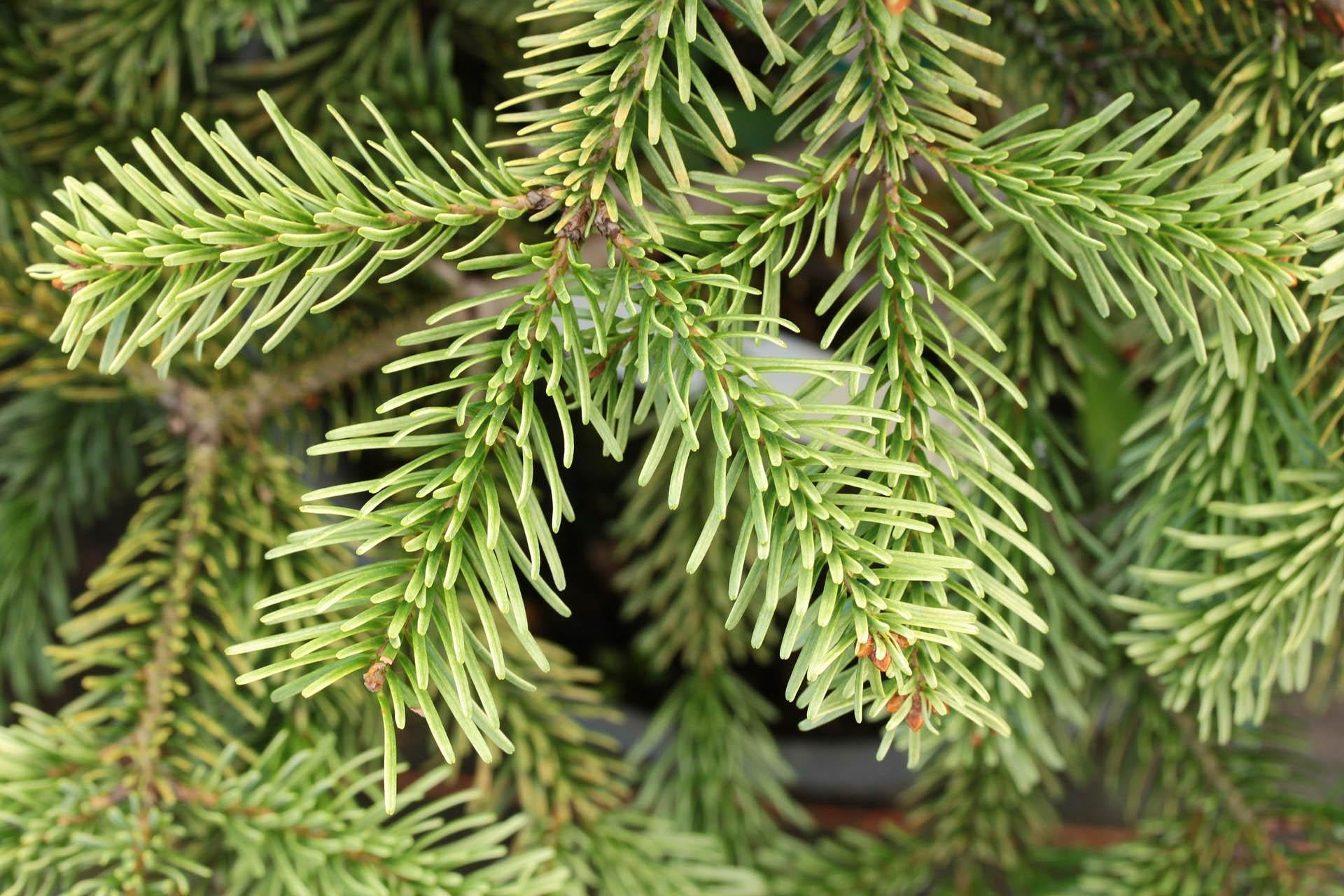 Abies Nordmanniana 'silver Del' - View 7 from www redcrocus com
