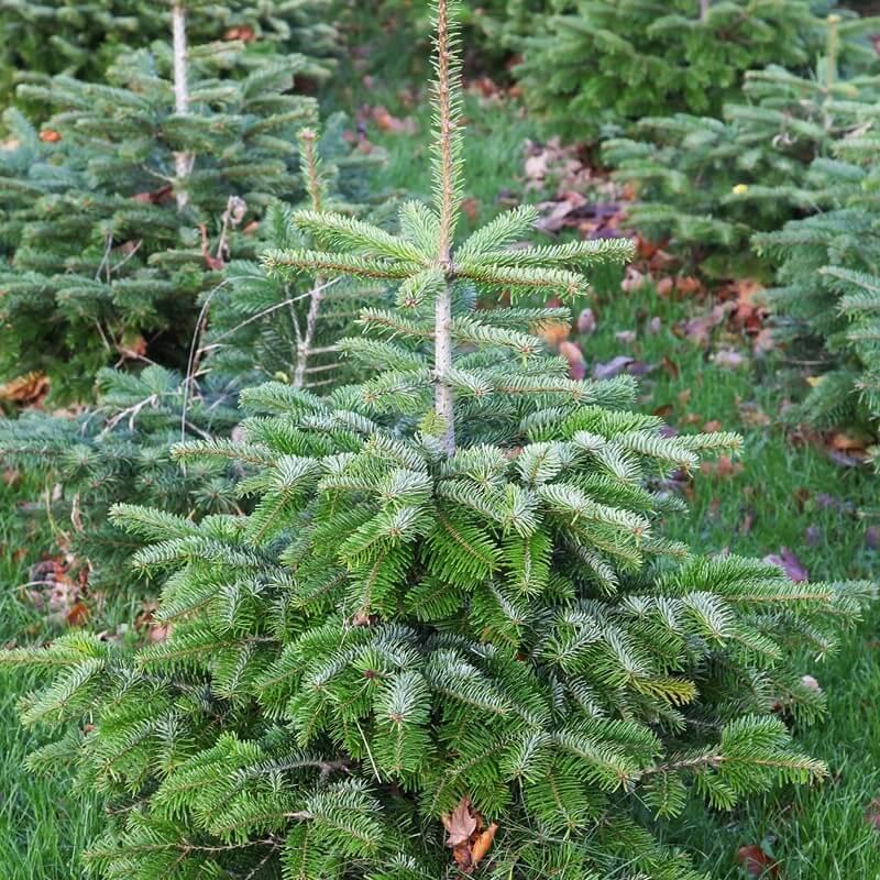 Abies Nordmanniana 'silver Del' - View 8 from www redcrocus com