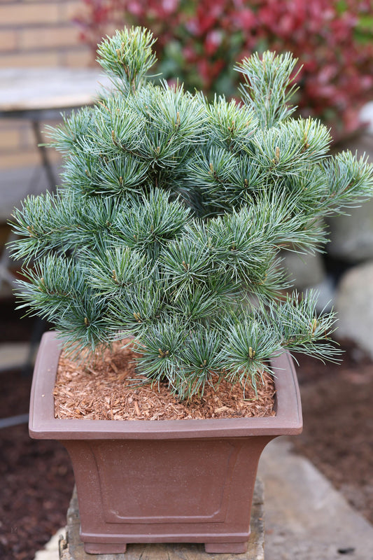 Pinus Parviflora Negishi - View 1 from www redcrocus com