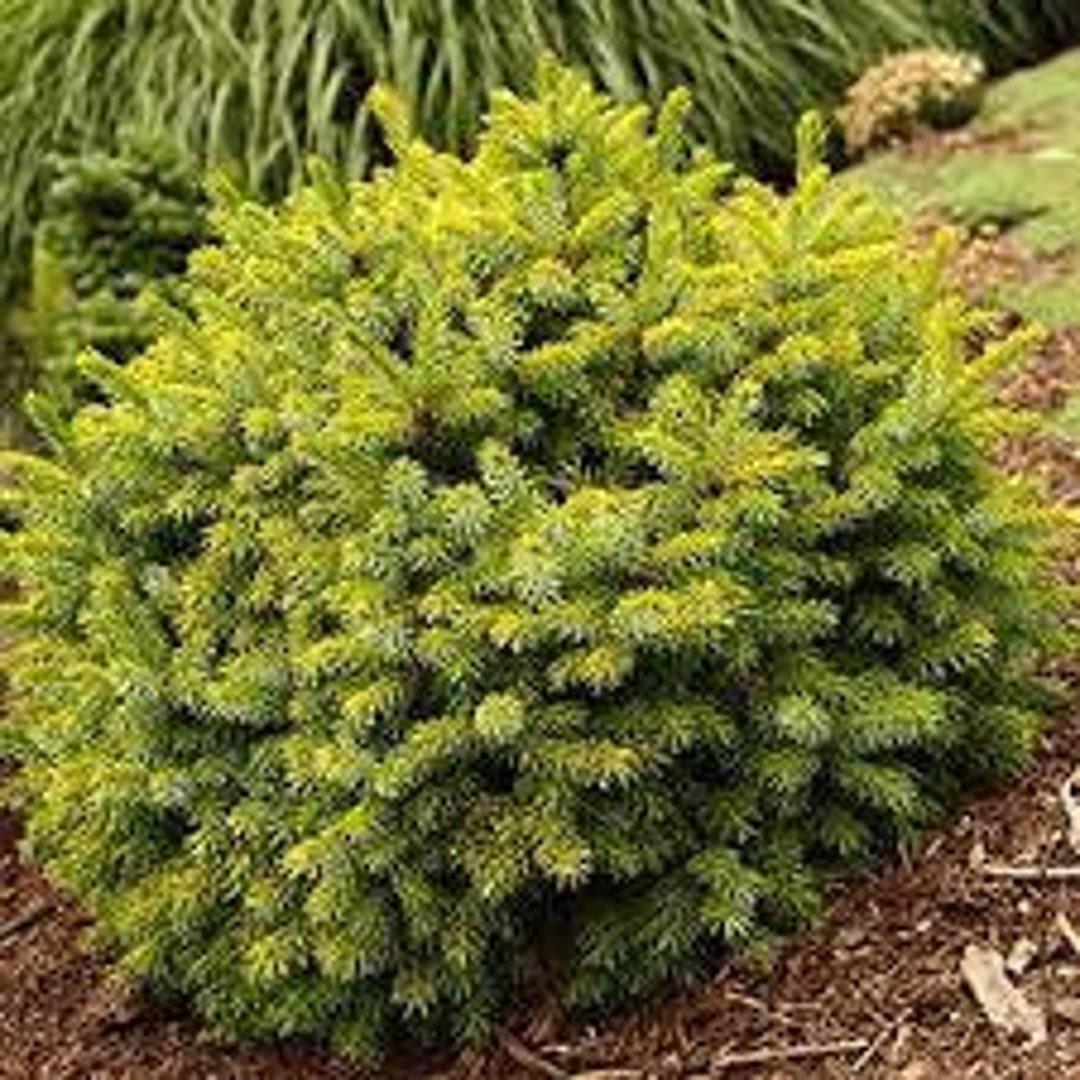 Picea Omorika Peve Tijn - View 15 from www redcrocus com