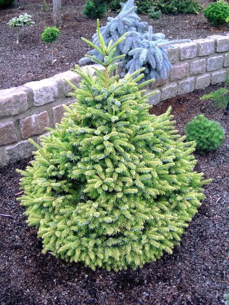 Picea Omorika Peve Tijn - View 17 from www redcrocus com