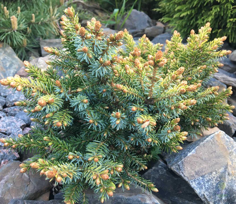 Picea Omorika Peve Tijn - View 18 from www redcrocus com