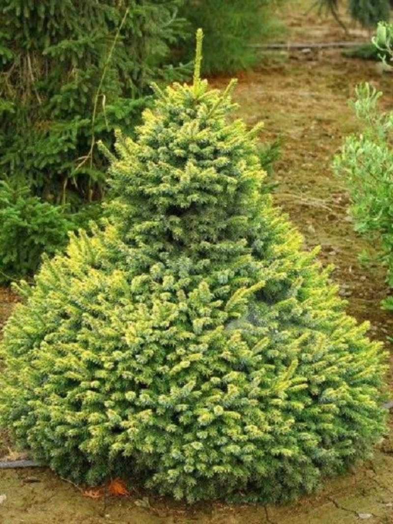 Picea Omorika Peve Tijn - View 19 from www redcrocus com