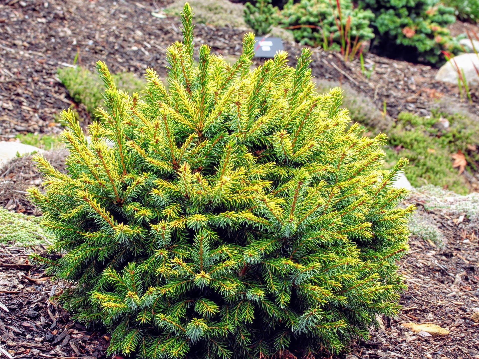 Picea Omorika Peve Tijn - View 2 from www redcrocus com