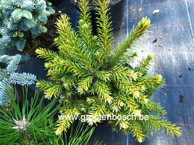Picea Omorika Peve Tijn - View 4 from www redcrocus com