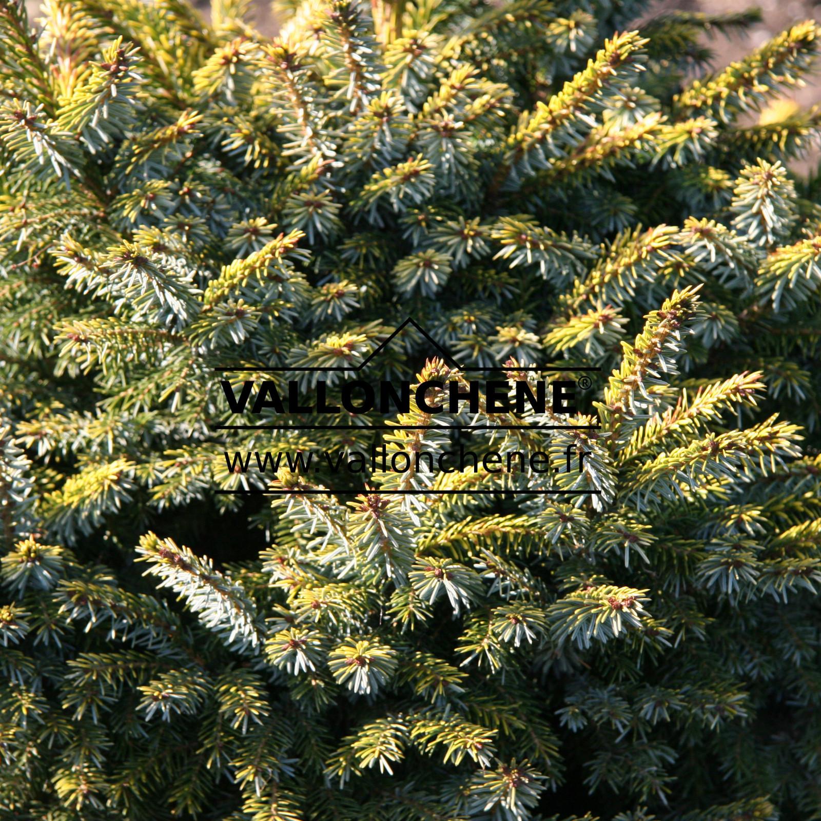 Picea Omorika Peve Tijn - View 7 from www redcrocus com