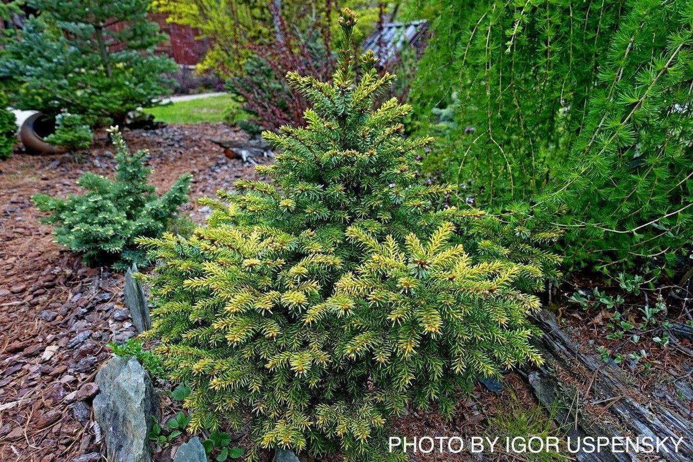 Picea Omorika Peve Tijn - View 8 from www redcrocus com