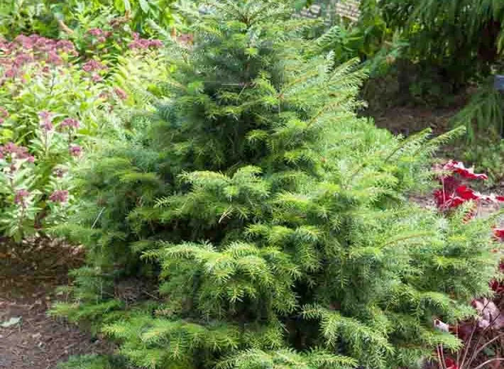 Picea Omorika 'peve Tijn' - View 11 from www redcrocus com