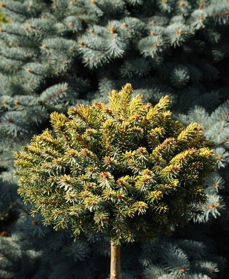 Picea Omorika 'peve Tijn' - View 18 from www redcrocus com