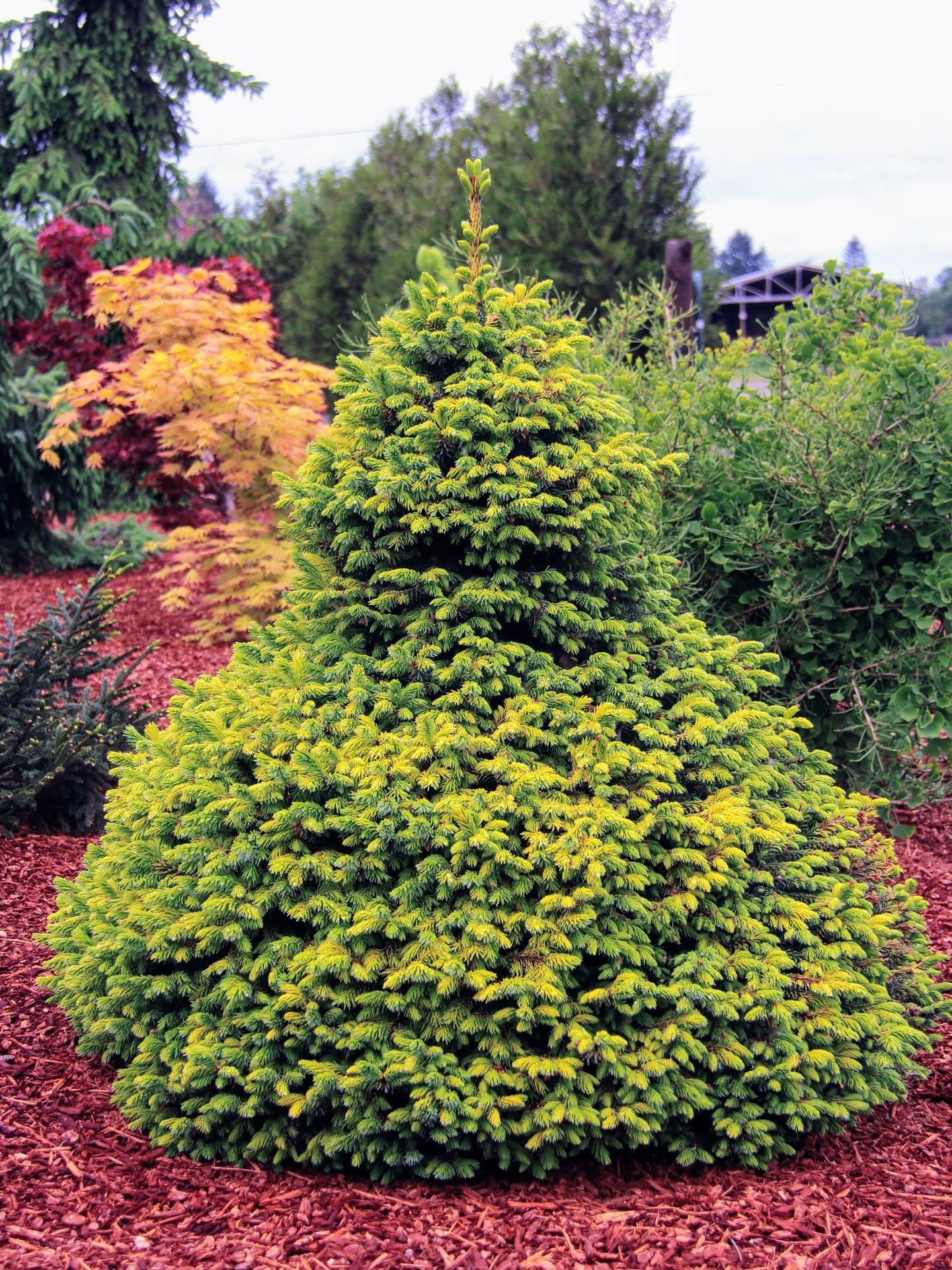 Picea Omorika 'peve Tijn' - View 1 from www redcrocus com