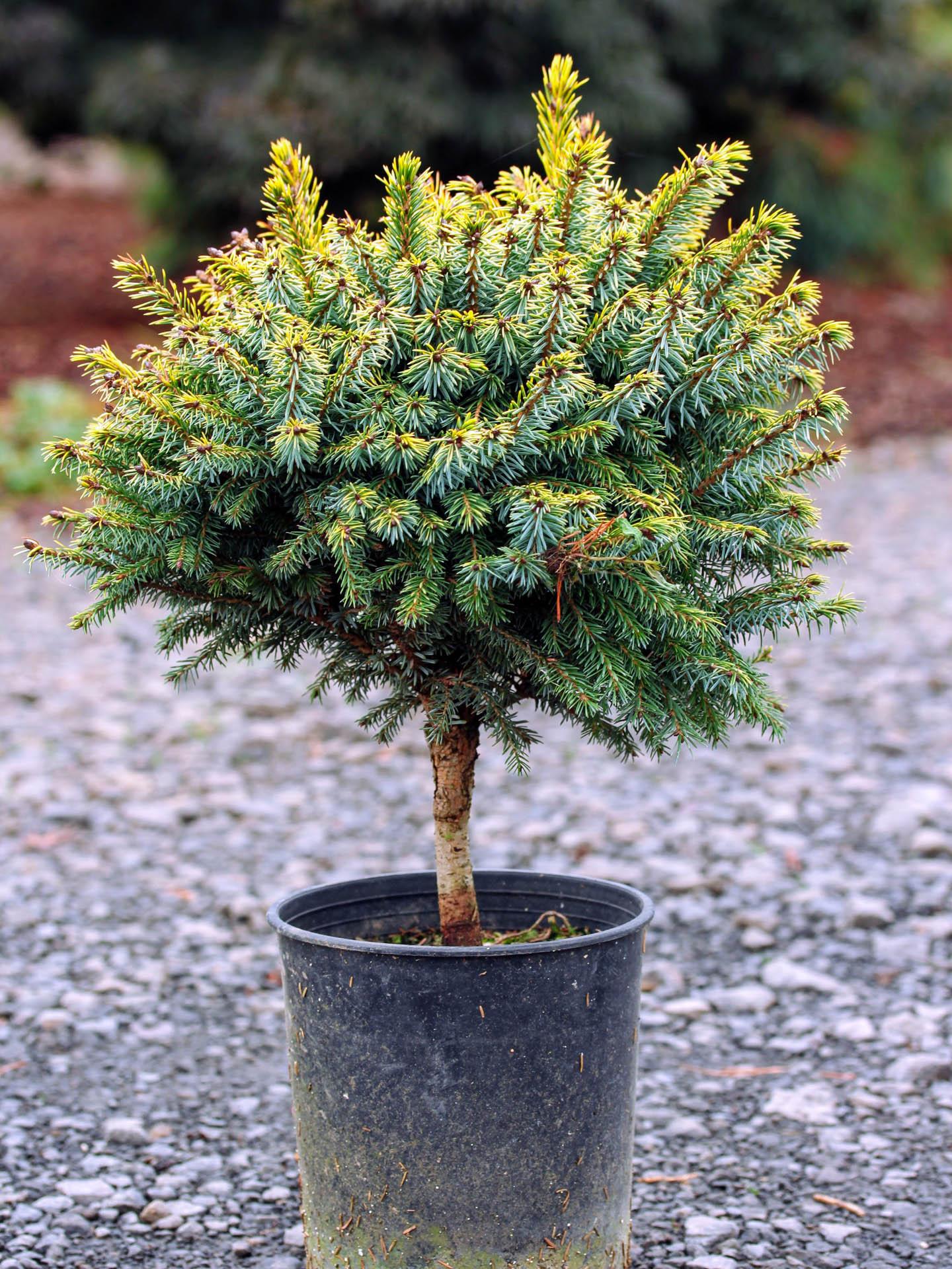 Picea Omorika 'peve Tijn' - View 3 from www redcrocus com