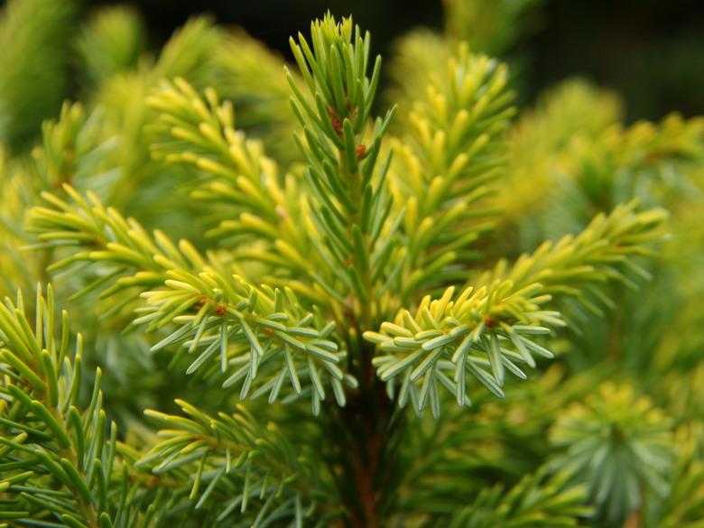 Picea Omorika 'peve Tijn' - View 5 from www redcrocus com