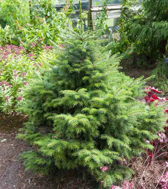 Picea Omorika 'peve Tijn' - View 8 from www redcrocus com