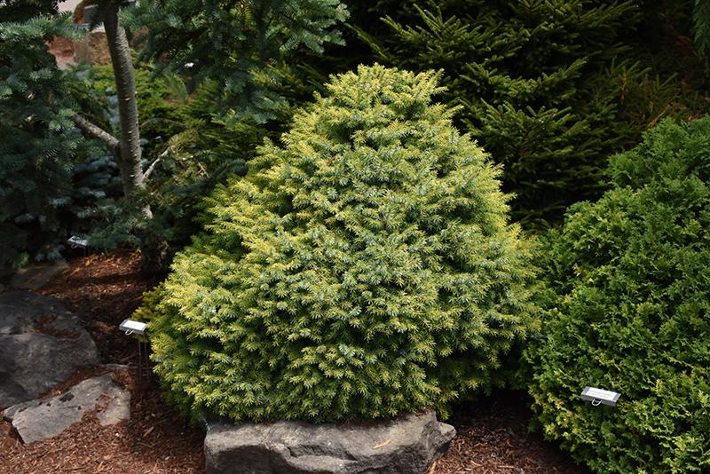 Picea Omorika 'peve Tijn' - View 9 from www redcrocus com