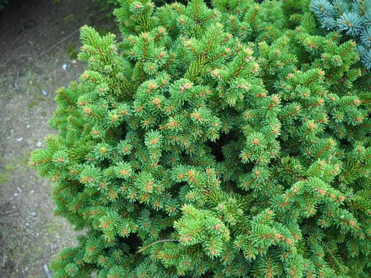 Picea Abies Procumbens - View 10 from www redcrocus com