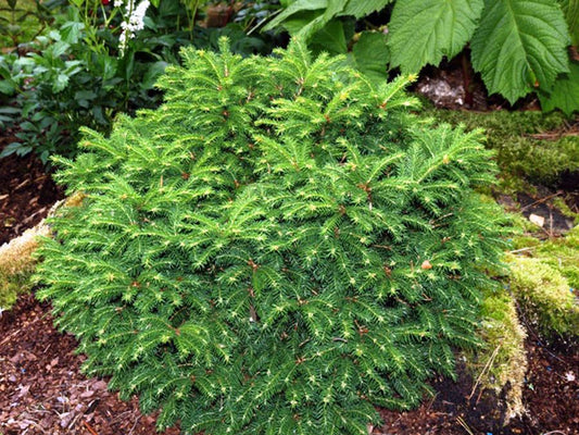 Picea Abies Procumbens - View 1 from www redcrocus com