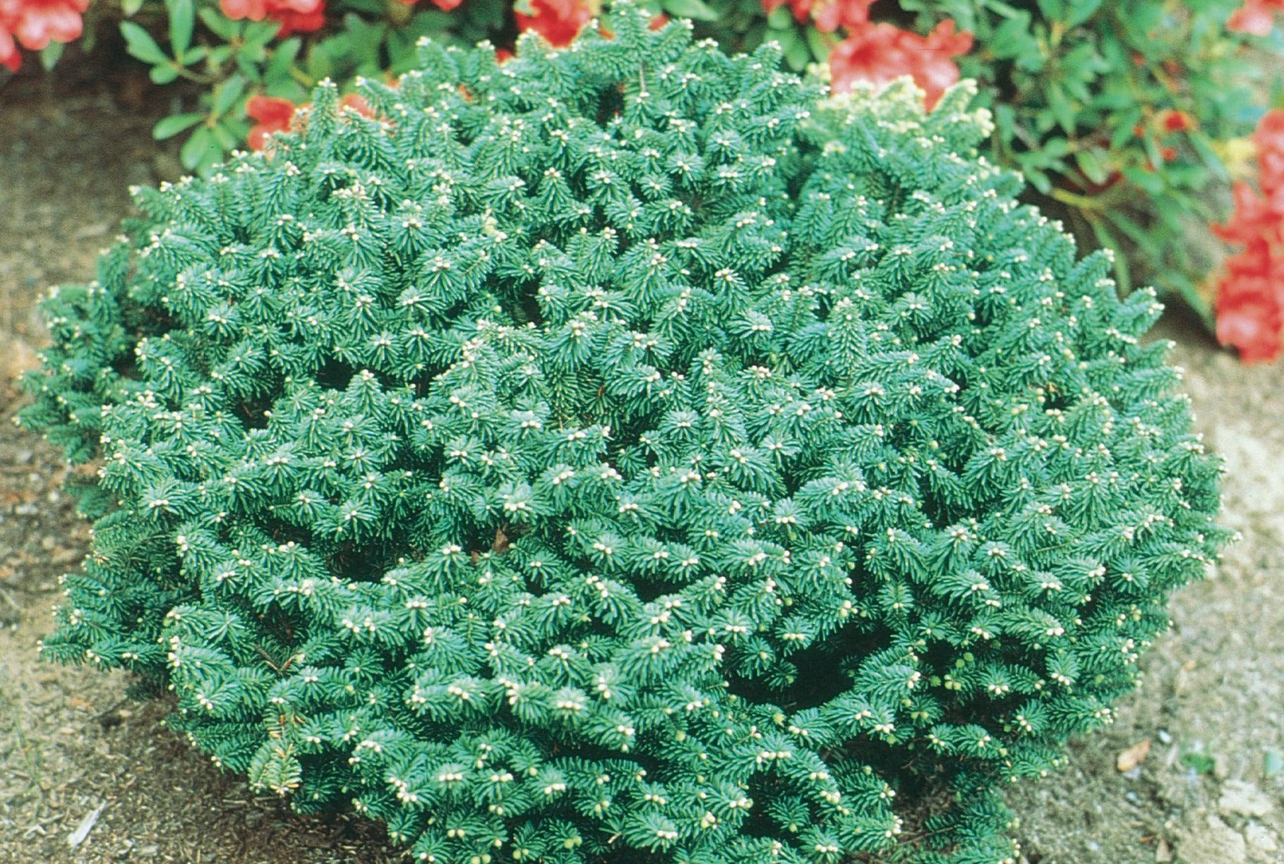 Abies Balsamea 'nana' - View 12 from www redcrocus com