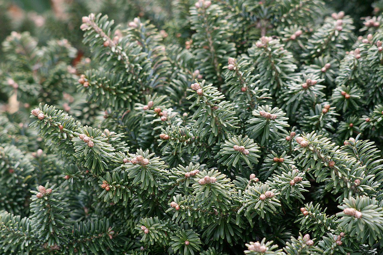 Abies Balsamea 'nana' - View 14 from www redcrocus com