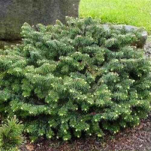Abies Balsamea 'nana' - View 17 from www redcrocus com