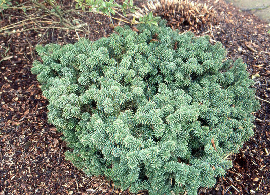 Abies Balsamea 'nana' - View 1 from www redcrocus com