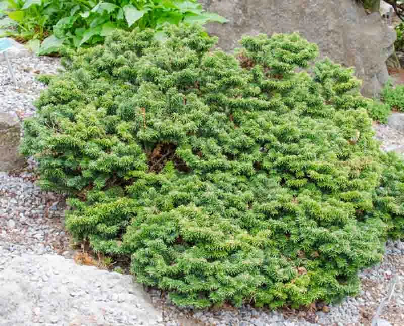 Abies Balsamea 'nana' - View 2 from www redcrocus com